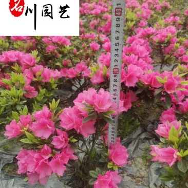 春鹃地苗工程苗批发成都春鹃种植基地直供量大从优