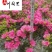 春鹃地苗工程苗批发成都春鹃种植基地直供量大从优