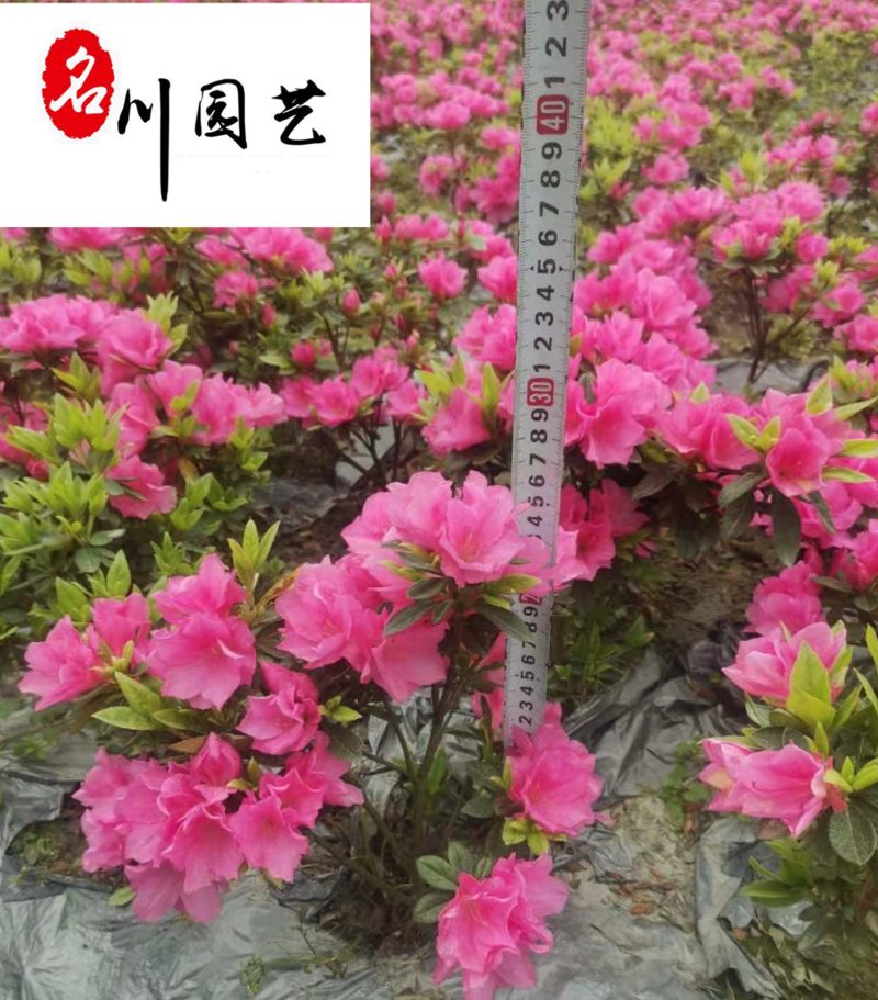 春鹃地苗工程苗批发成都春鹃种植基地直供量大从优