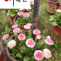 雏菊苗圃基地直供成都时令草花批发雏菊量大价优