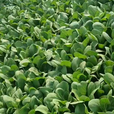 散叶生菜苗根系强壮成活率高
