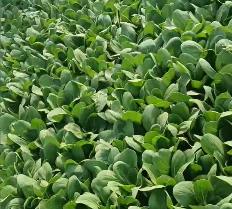 散叶生菜苗根系强壮成活率高