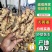 《鲜姜》山东产地鲜姜大黄姜，量大，支持全国发货，包质量。