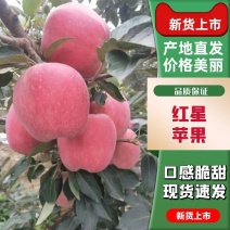 山东省万亩基地红星苹果，纸袋，膜袋，大量供应以质论价。