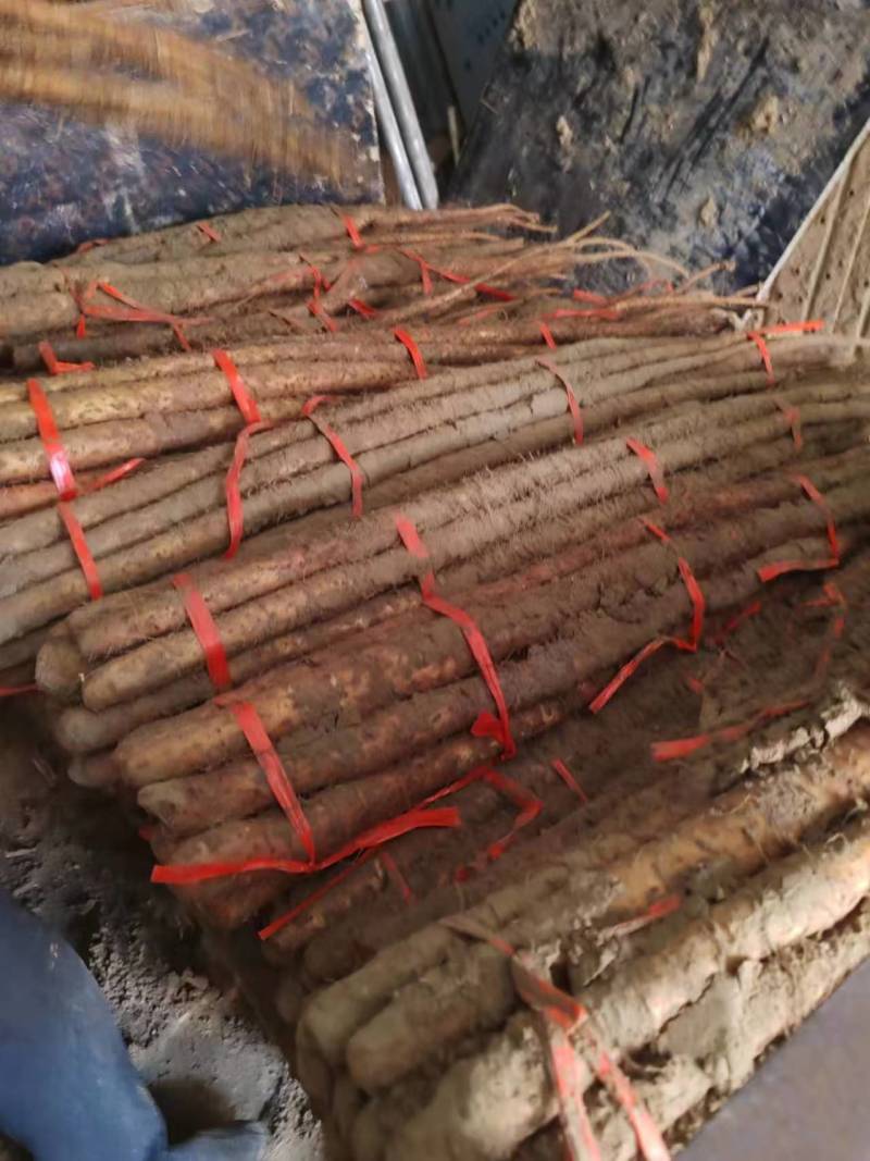 实力供货精品商超铁棍山药铁杆山药打捆现货批发市场欢迎咨询