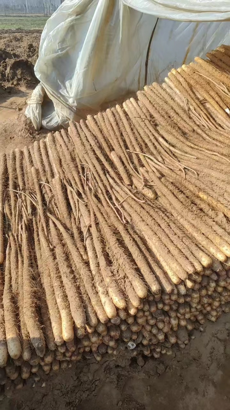 实力供货精品商超铁棍山药铁杆山药打捆现货批发市场欢迎咨询
