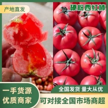 西红柿硬粉，电商，供市场，商超，社区团够，小工包装一条龙
