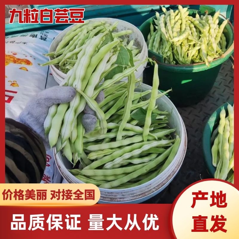 山东省莒县芸豆，九粒白老来少，现摘现卖，可供商超，
