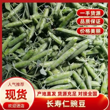 【推荐】云南长寿仁豌豆一手货源供应市场商超电商量大价优