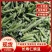 【推荐】云南长寿仁豌豆一手货源供应市场商超电商量大价优