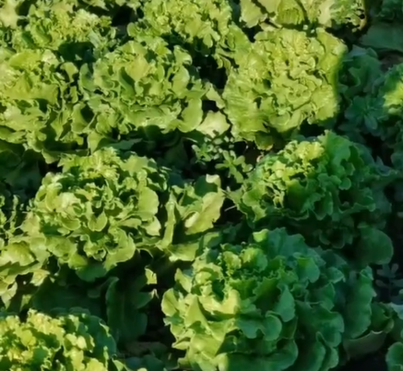 精品鲜脆生菜苗支带籽培育生菜散叶生菜苗成活率高