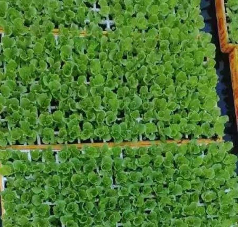 精品鲜脆生菜苗支带籽培育生菜散叶生菜苗成活率高