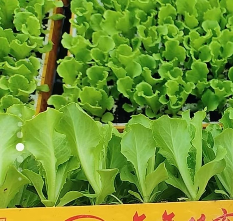 精品鲜脆生菜苗支带籽培育生菜散叶生菜苗成活率高