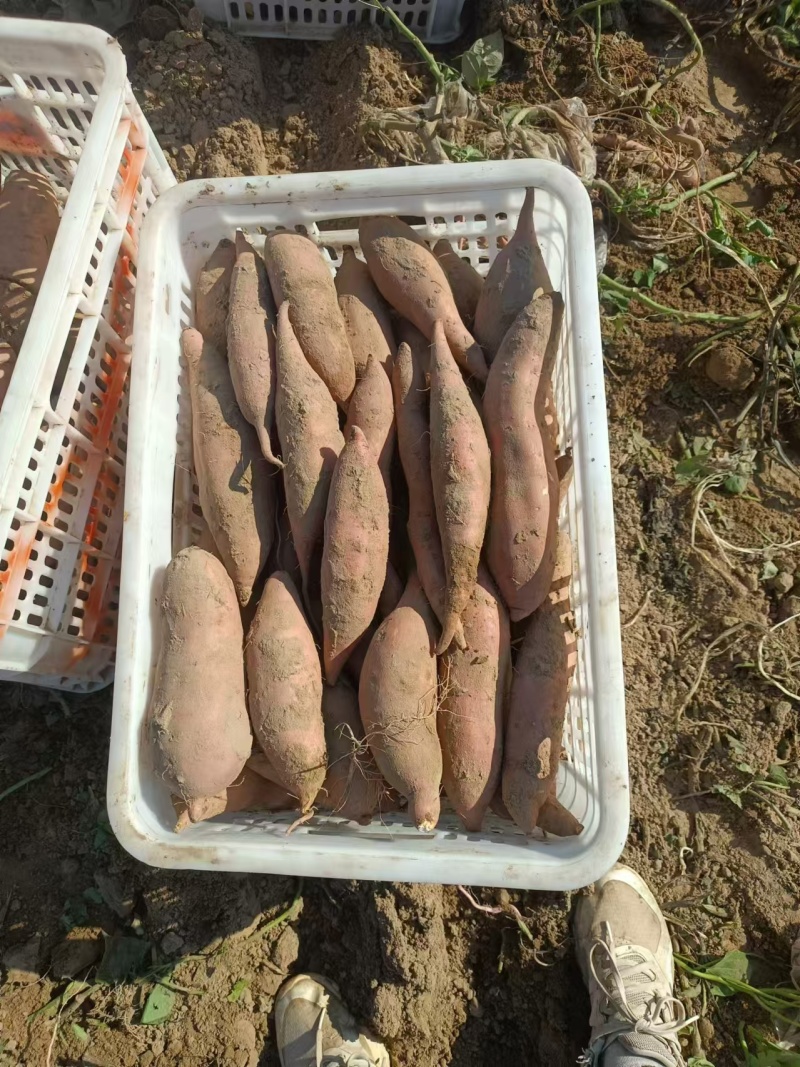 河北龙薯九条形好长条皮毛鲜亮无虫眼一手货源