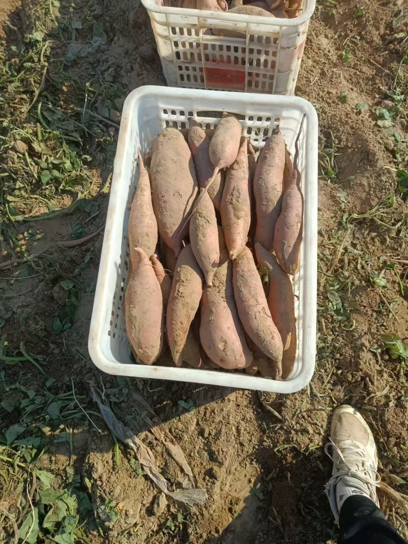 河北龙薯九条形好长条皮毛鲜亮无虫眼一手货源