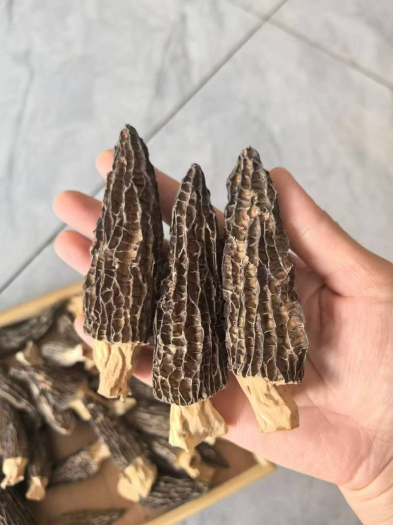 【热卖】精品羊肚菌品质保障，规格齐全支持一件代发欢迎