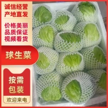 生菜球，精品生菜，球生菜货源充足量大从优欢迎咨询