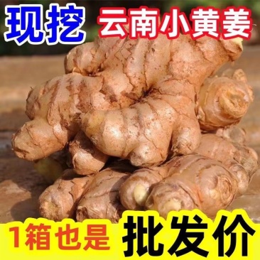 云南生姜小黄姜产地直发供应市场电商坏烂包赔欢迎致电