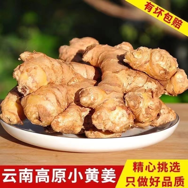 云南生姜小黄姜产地直发供应市场电商坏烂包赔欢迎致电