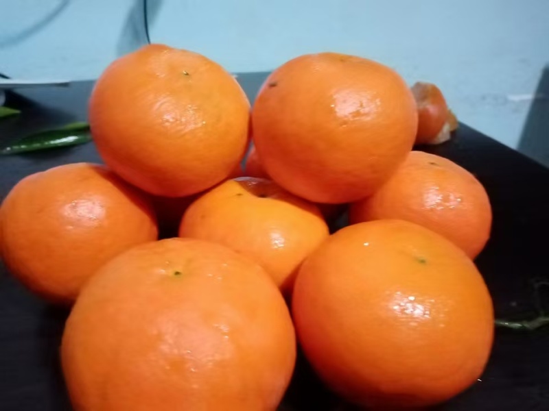 湖北东方红蜜橘香柑产地直发品质保证视频看货