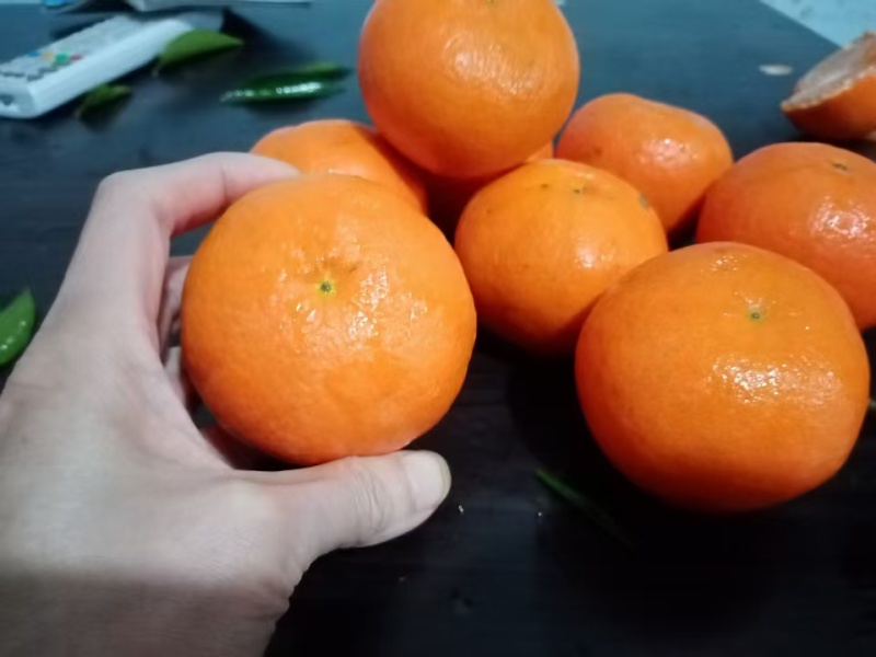 湖北东方红蜜橘香柑产地直发品质保证视频看货