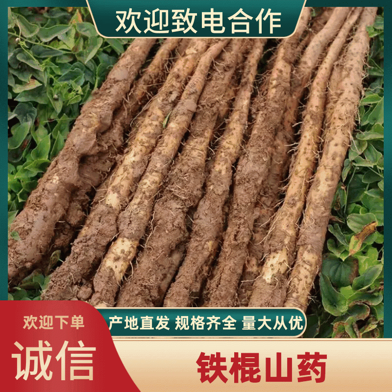 实力供货精品商超铁棍山药铁杆山药打捆现货批发市场欢迎咨询