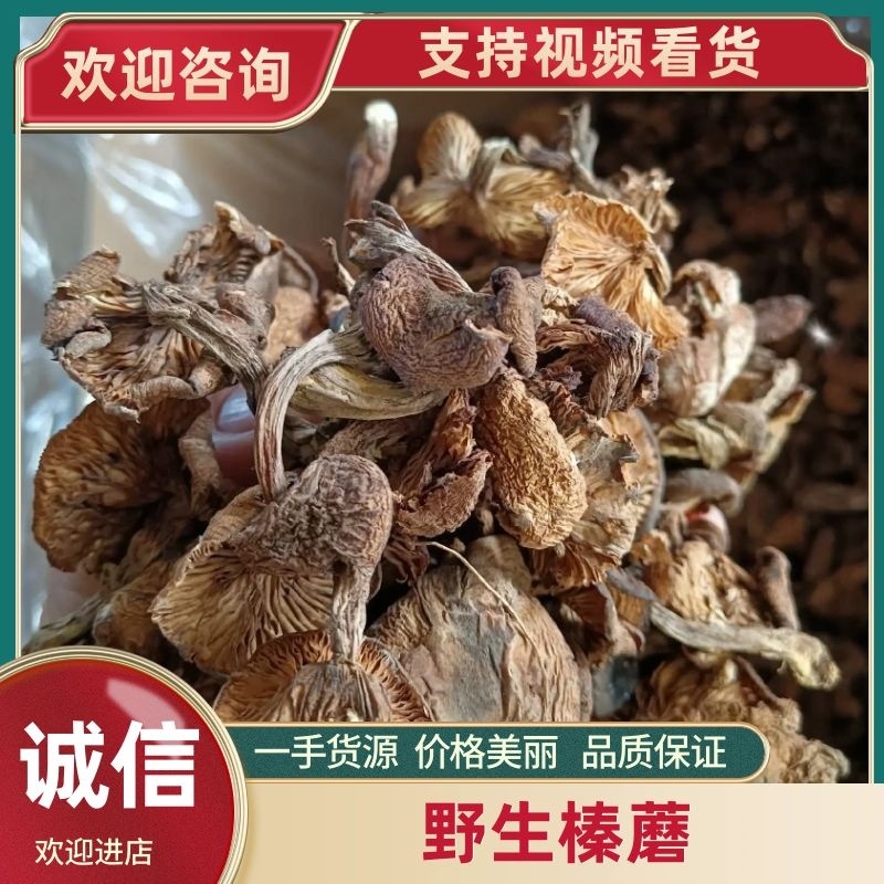 东北野生榛蘑大量现货供应，头茬小草蘑，无根过沫颜色黄