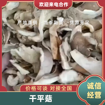 东北干平菇，自然晾晒，优质平菇丝，大量现货供应，一手货源
