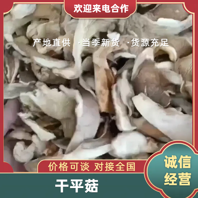 东北干平菇，自然晾晒，优质平菇丝，大量现货供应，一手货源