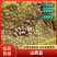 【实力推荐】山东山药/山药豆/对接电商批发市场加工厂