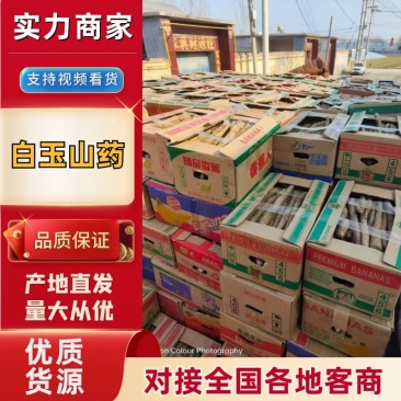 【复购高】山东山药/白玉山药/对接电商/品种齐全