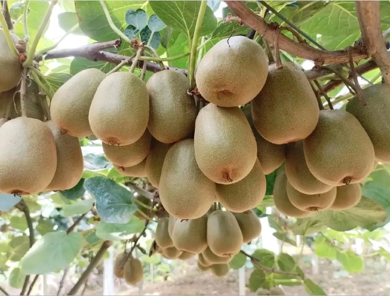 蜜猕猴桃果园现代化种植场景