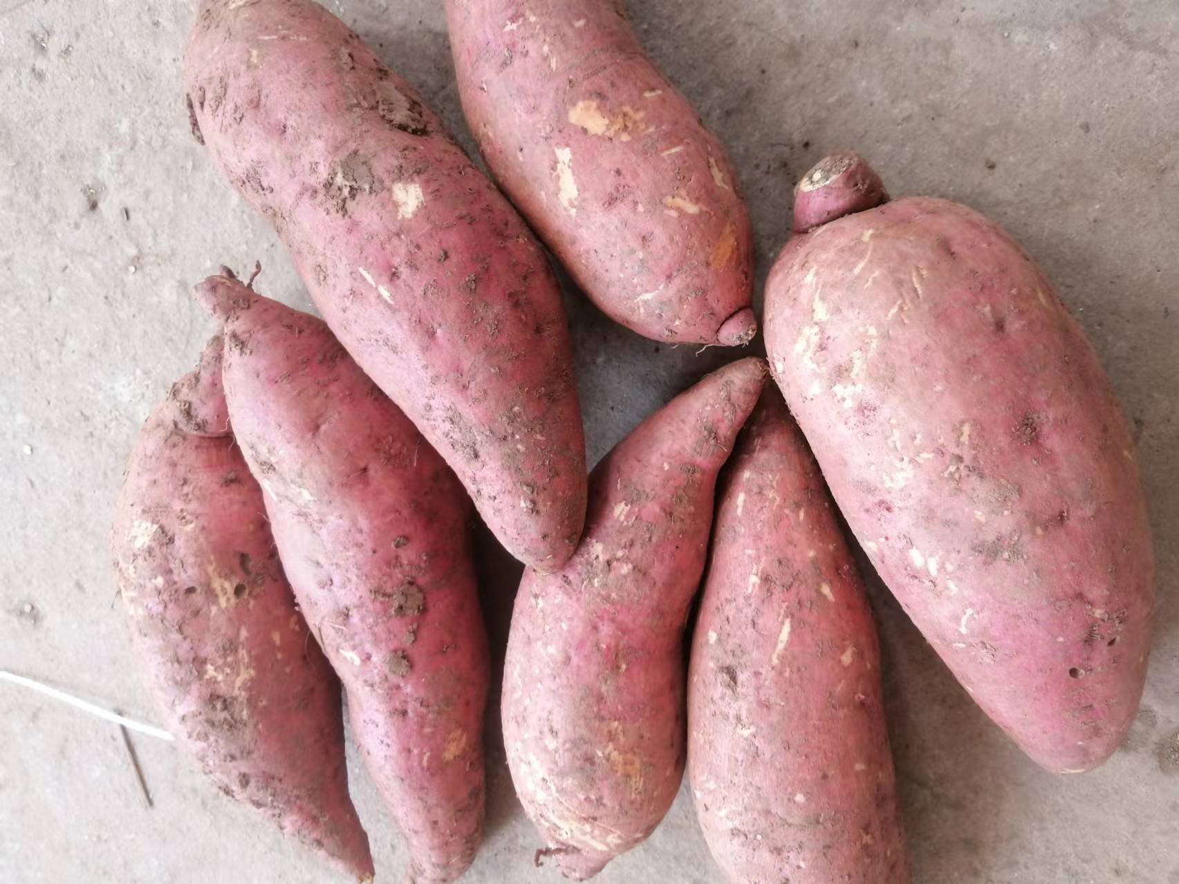 特写镜头：刚蒸熟的西瓜红红薯切开横截面，露出饱满油润的橙红色薯肉，表面微微渗出金黄色糖汁，边缘略带琥珀色焦边，背景为原木砧板与浅灰麻布