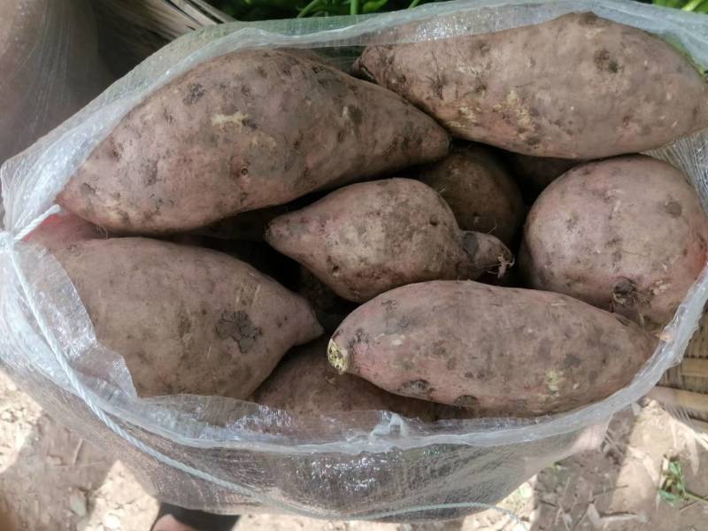 西瓜红红薯量大从优