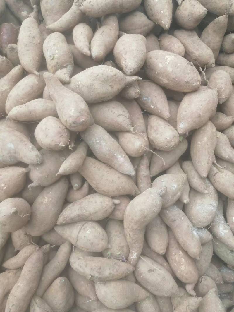 徐薯19产地直销量大从优