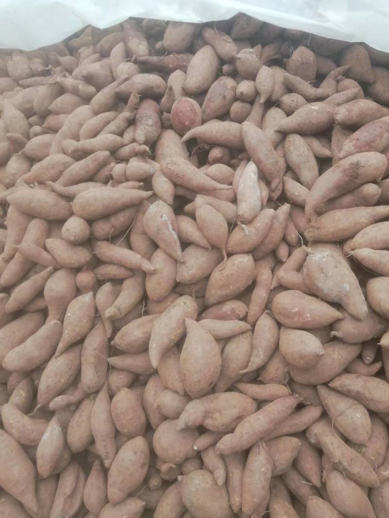 徐薯19产地直销量大从优