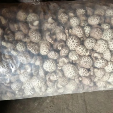 精品干花菇5公分-13公分品质保障价优可视频看货