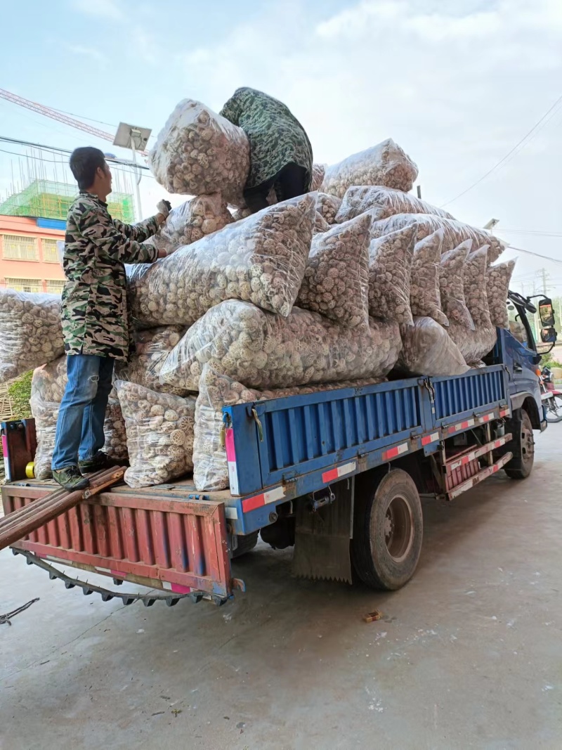 精品干花菇5公分-13公分品质保障价优可视频看货