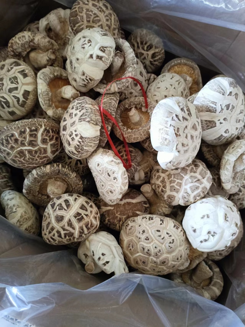 精品干花菇5公分-13公分品质保障价优可视频看货