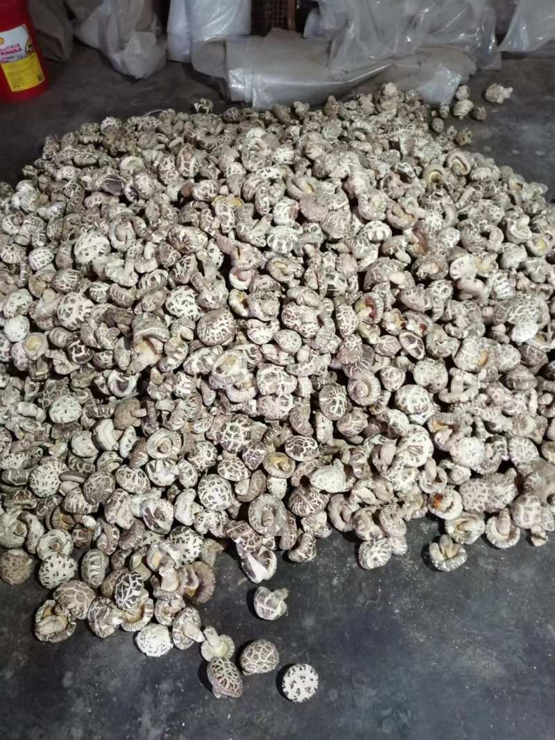 精品干花菇5公分-13公分品质保障价优可视频看货