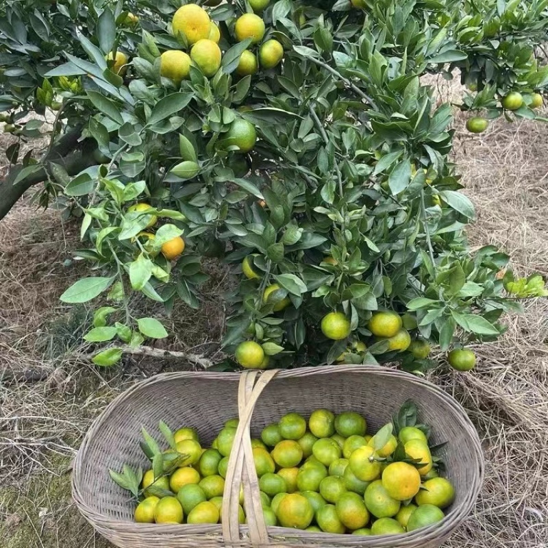 大浦5号蜜橘/福建蜜橘/产地直发/一手货源/欢迎致电