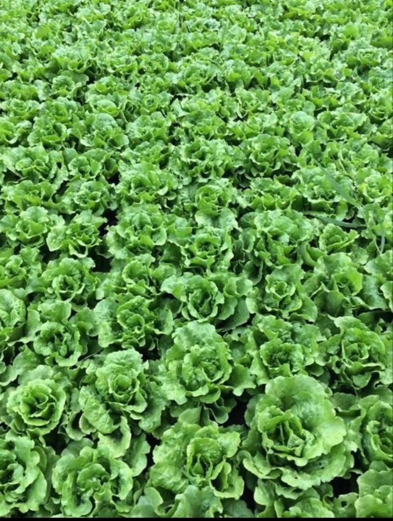 意大利全年耐抽苔生菜种子耐热耐抽苔爽脆味香