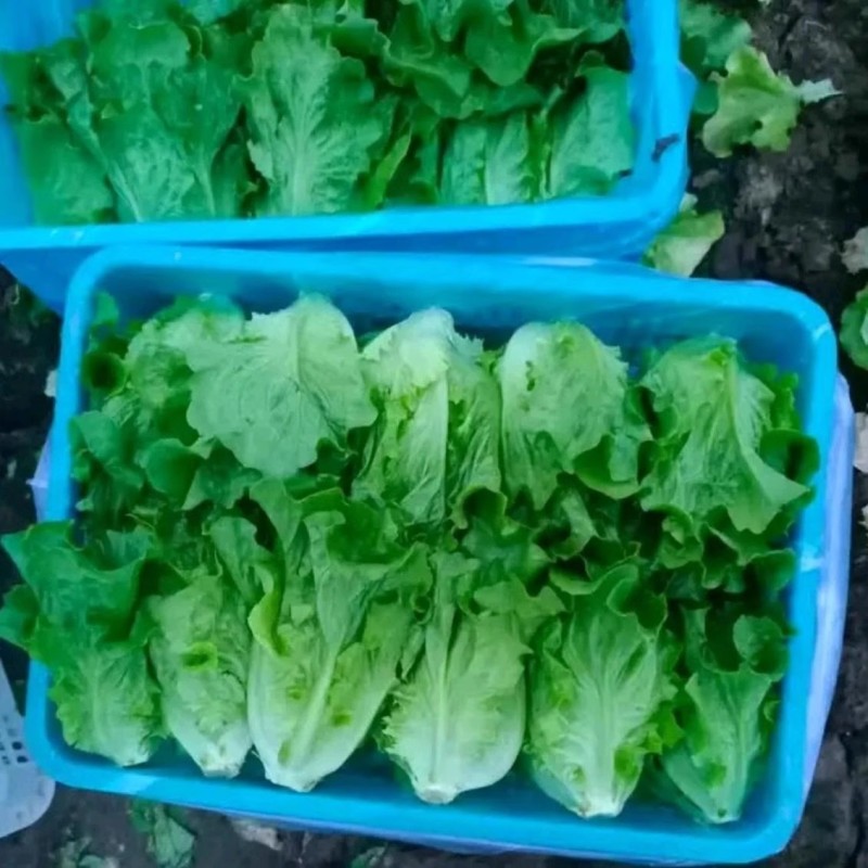 意大利全年耐抽苔生菜种子耐热耐抽苔爽脆味香
