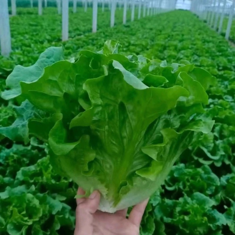 意大利全年耐抽苔生菜种子耐热耐抽苔爽脆味香
