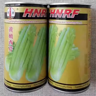 黄嫩西芹种子抗病耐低温实心黄绿色抽苔晚