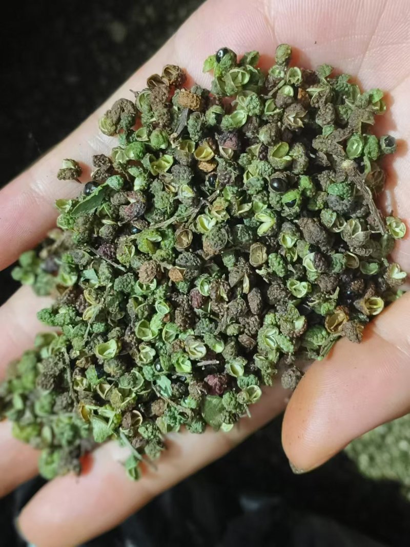2025云南青花椒-产地直发-价格优惠-可对接商超
