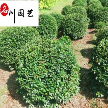 春鹃球批发苗圃供应优质春鹃球春鹃球苗圃基地直供
