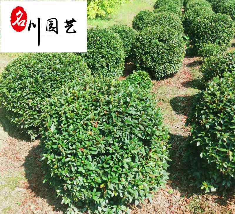 春鹃球批发苗圃供应优质春鹃球春鹃球苗圃基地直供