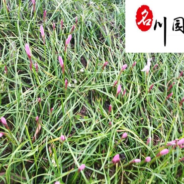 葱兰地被草花批发成都葱兰苗圃基地直供保质保量量大价优