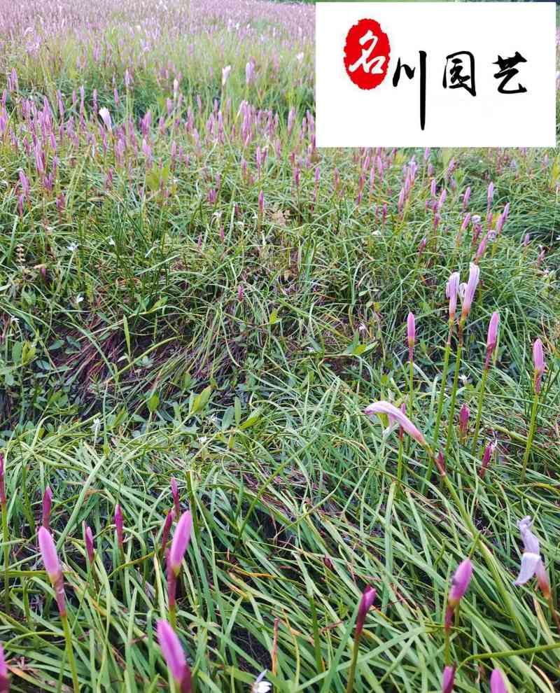 葱兰地被草花批发成都葱兰苗圃基地直供保质保量量大价优
